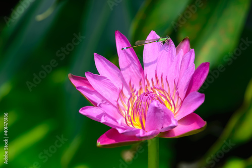 A blooming fuchsia waterlily in the sun.One damselfly rest on it.

