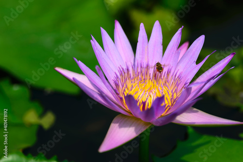 A purple lotus blooms in the sun  and a bee flies above