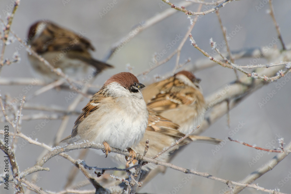 Sparrows sit on a branch in the frosty winter. Birdwatching and caring for birds.
