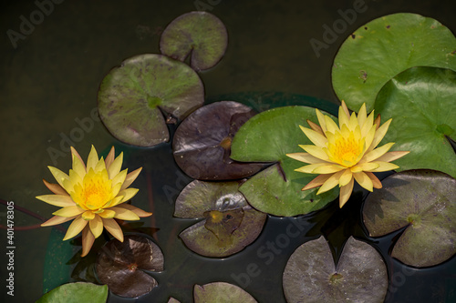 Two yellow waterlilies blooming in the pond
