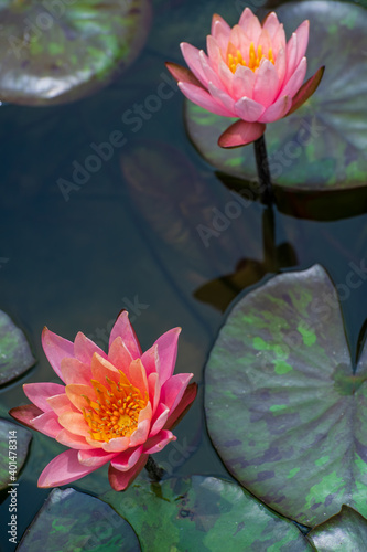 Two pink waterlilies are blooming in the pond
