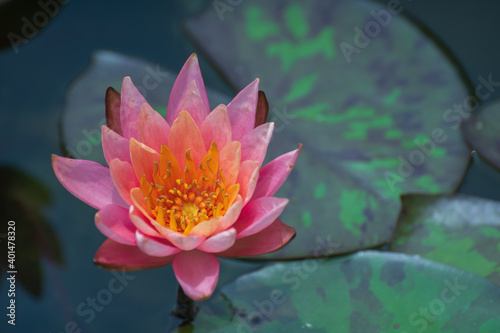 A pink waterlily is blooming in the pond