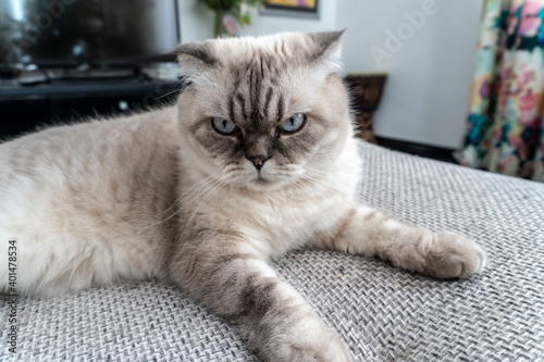 Fototapeta Naklejka Na Ścianę i Meble -  Photo Scottish cat, scottish-fold, white with blue eyes