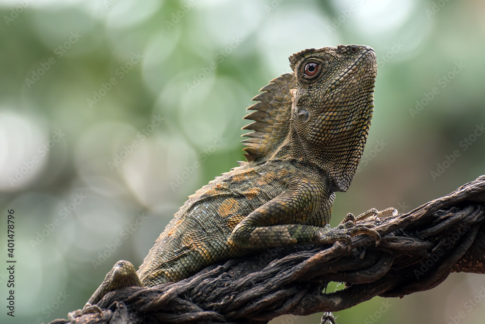 Obraz premium Forest dragon lizard on tree branch