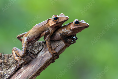 Tree frogs on tree trunk