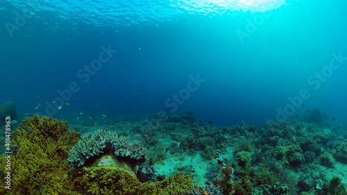 Fototapeta Naklejka Na Ścianę i Meble -  Tropical fishes and coral reef underwater. Hard and soft corals, underwater landscape. Philippines.
