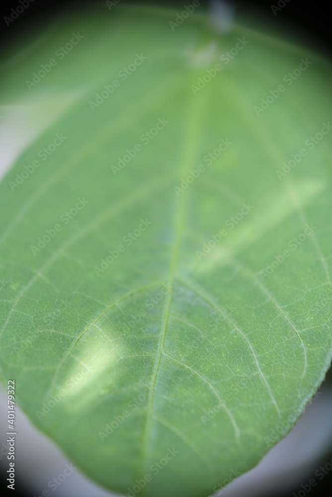 Close-up of Asian Pigeonwings / Clitoria Ternatea / Butterfly pea/ telang leaf in the garden. Close-up of Asian Pigeonwings / Clitoria Ternatea / Butterfly pea/ telang leaf in the garden.