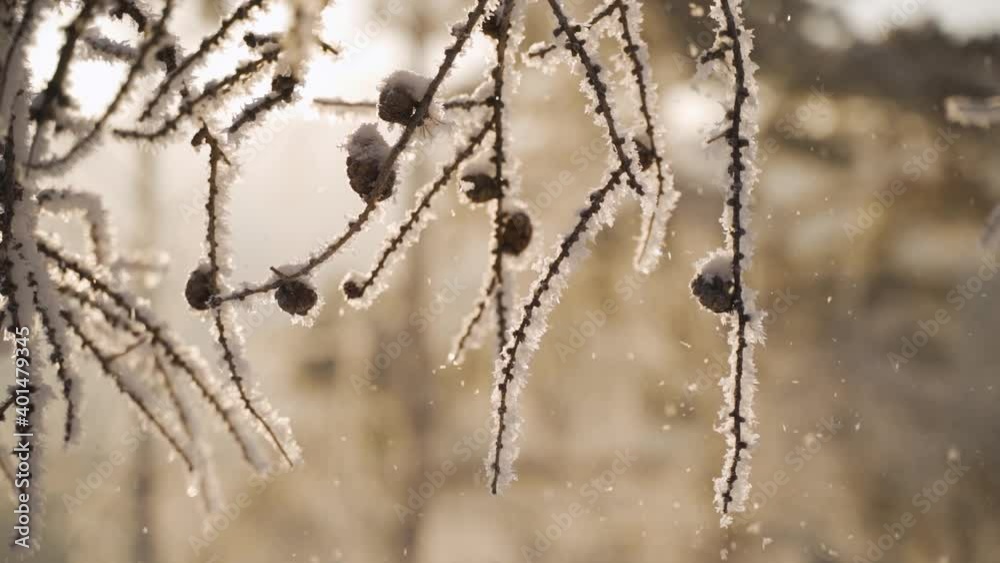 Snow-covered trees in winter forest. Snowflakes fall from the frosted trees. Snow-covered trees in winter forest. Snowflakes fall from the frosted trees.