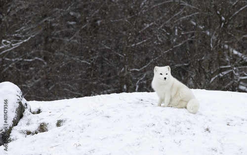 Arctic fox sitting on grassy hill as snow begins to fall