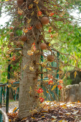 The Nagalinga or Shiva Linga tree