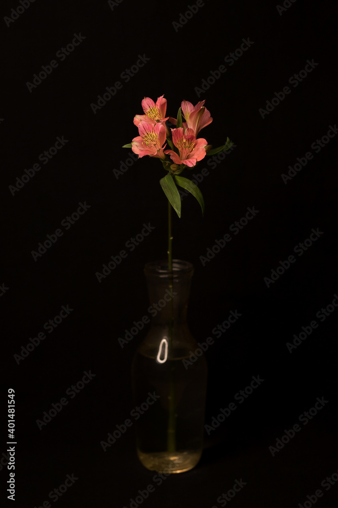Alstroemeria on a black background Alstroemeria on a black background