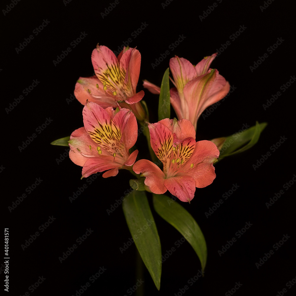 Fototapeta premium Alstroemeria on a black background