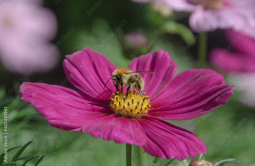 Eine Bine auf einer schönen Blüte Eine Bine auf einer schönen Blüte