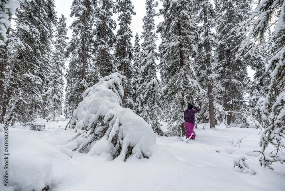 Woman walking, hiking in deep snowy woods during winter time surrounded by white covered snowy trees and wearing pink pants, purple jacket standing out from the whiteness. 