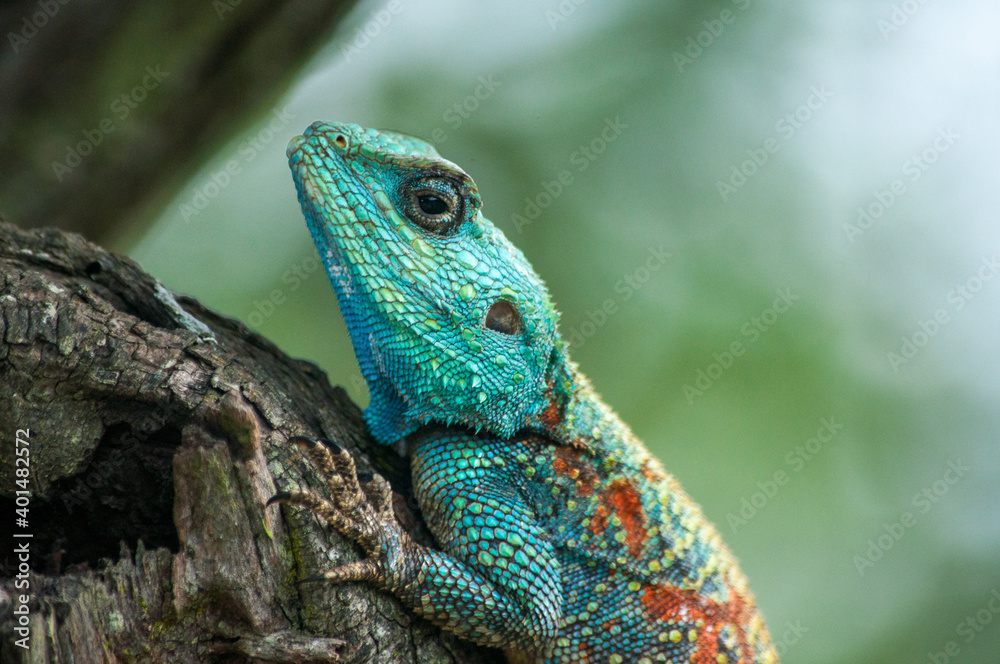 lizard on a tree lizard on a tree