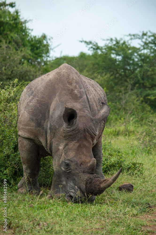 Obraz premium rhino in the wild