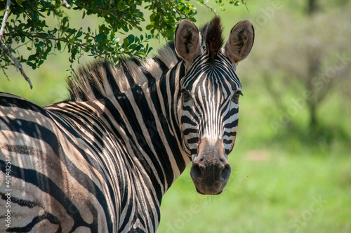 zebra in nature reserve in South Africa