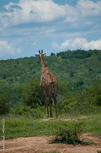 Canvas Print giraffe in the savannah