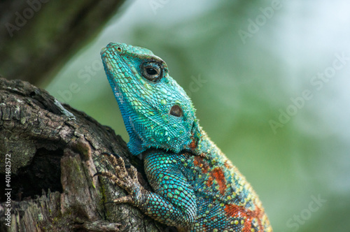lizard on a tree © orin