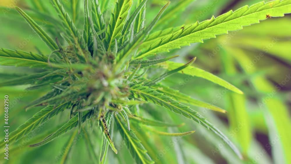 Bright and beautiful Ganja Flower. Food for oncological patients. Pain relief of symptoms. Food for oncological patients. Pain relief of symptoms. Bright and beautiful Ganja Flower. Food for oncological patients. Pain relief of symptoms. Food for oncological patients. Pain relief of symptoms.