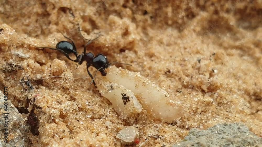 Macro shot of an ant drags a grain of wheat Macro shot of an ant drags a grain of wheat