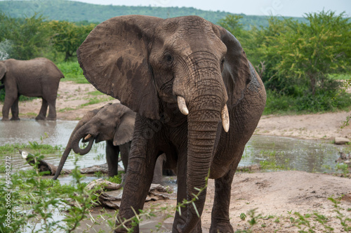 african elephant walking