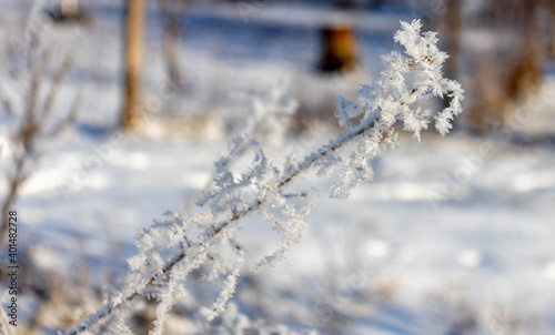 Winter plants covered with frost © Евгений Еськов