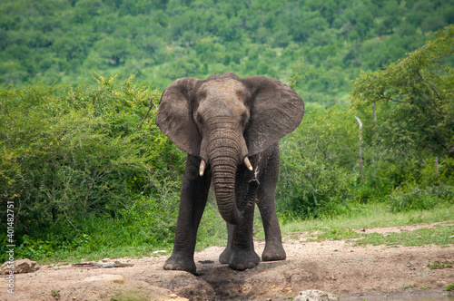 african elephant eating