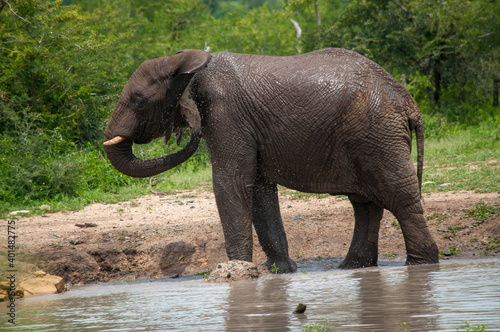 elephant in the water
