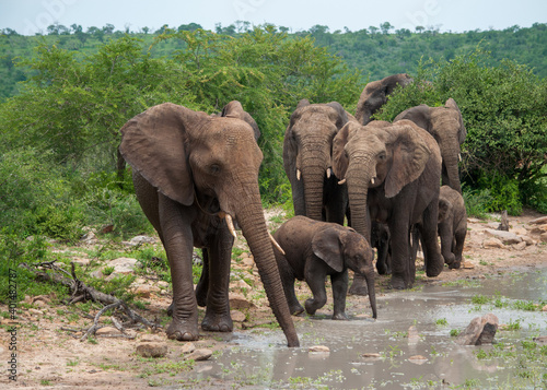 african elephant family © orin