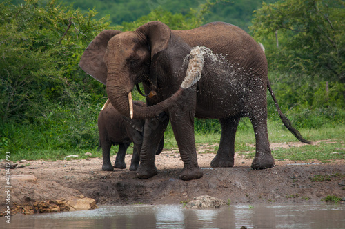 elephants in the wild