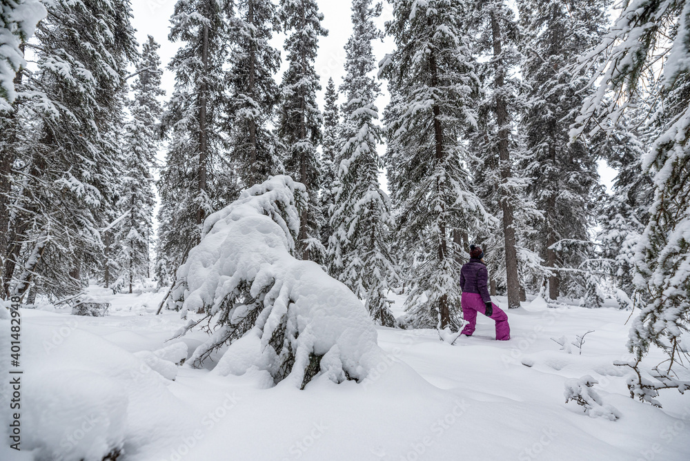 Woman walking, hiking in deep snowy woods during winter time surrounded by white covered snowy trees and wearing pink pants, purple jacket standing out from the whiteness. Yukon Territory, Canada. 