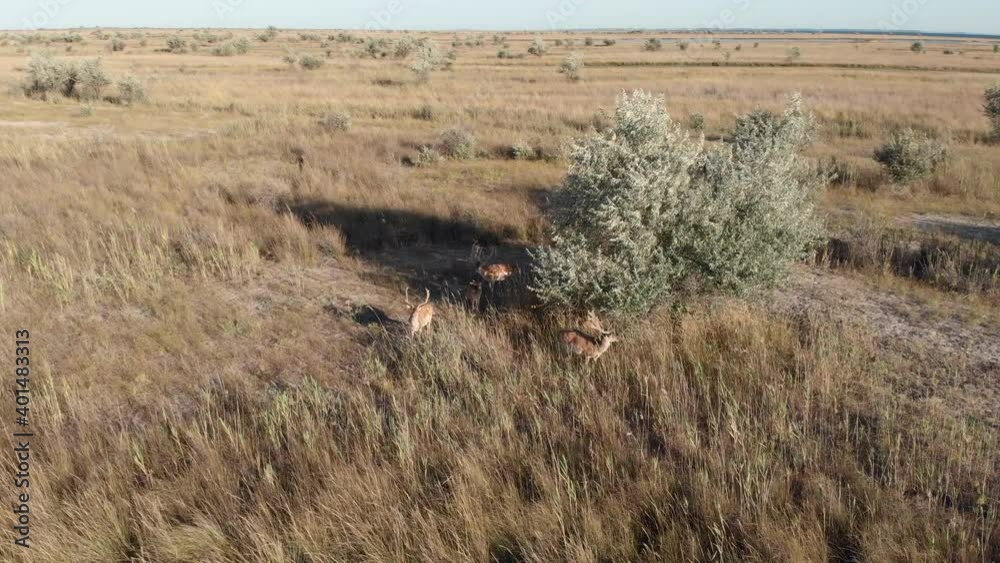 A family of wild deer hides from the sun in the shade of a tree. Natural habitat. Dzharylgatsky National Park. Kherson region, Ukraine A family of wild deer hides from the sun in the shade of a tree. Natural habitat. Dzharylgatsky National Park. Kherson region, Ukraine