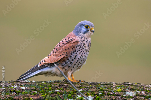 Turmfalke (Falco tinnunculus) Männchen photo