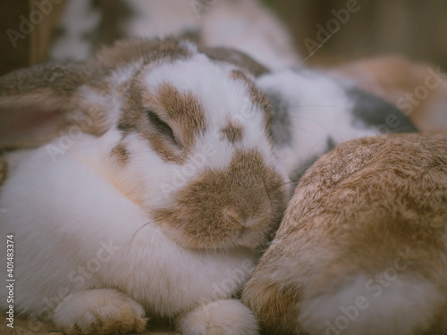 Rabbits sleeping with friends.