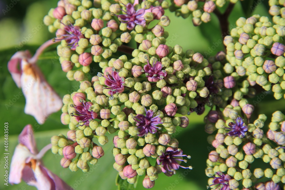 ガクアジサイの花