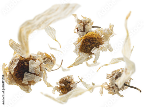 Dried chamomile levitates on a white background