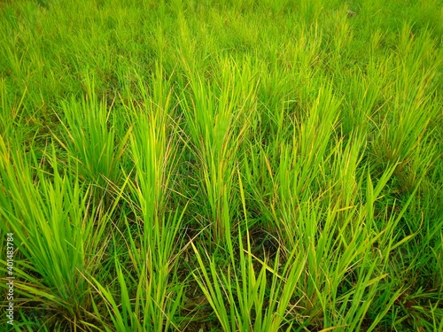 a selective focus picture of rice field in organic farm