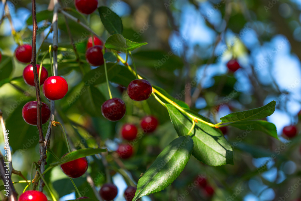 Red cherries hang on the branches.