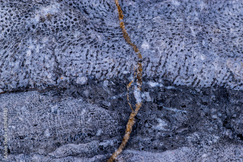 limestone with Bryozoa fossils in a closeup photo