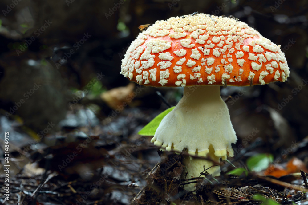 Fototapeta premium Amanita mushroom grows in the forest.