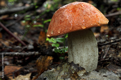Boletus edible mushroom with water droplets.