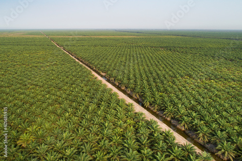 Palm oil plantation aerial view 