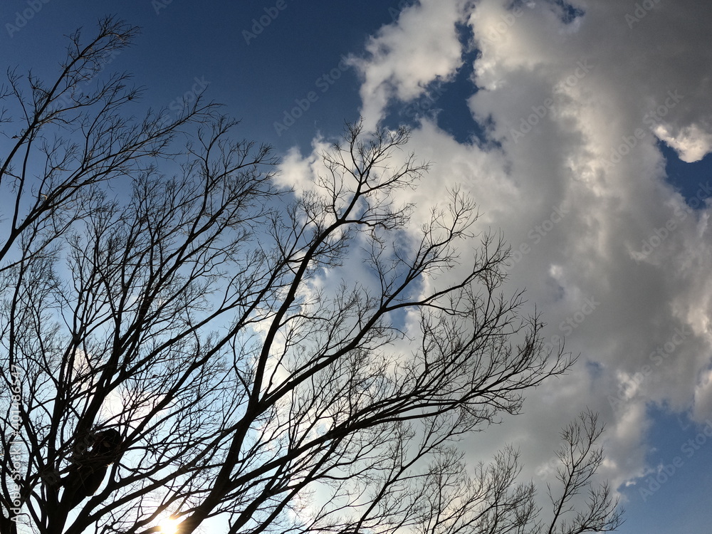 青空と葉の落ちた樹木 青空と葉の落ちた樹木