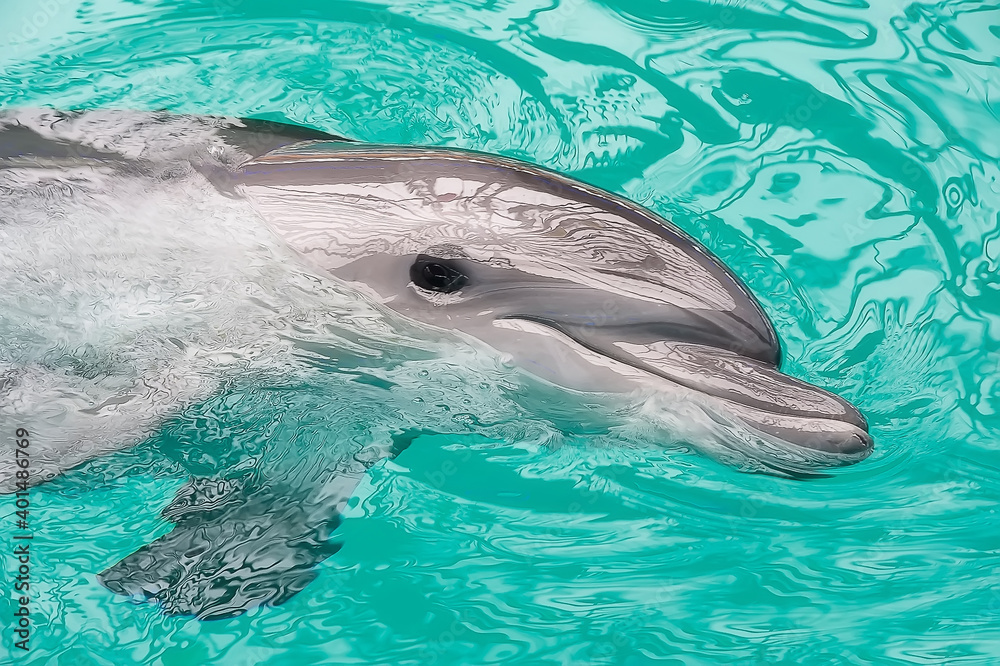 Fototapeta premium Smiley dolphin in the ripple water