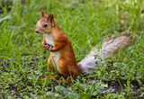 Red squirrel on green grass