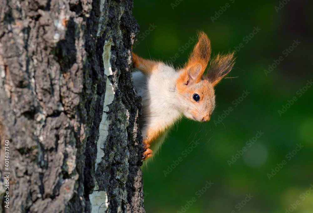 A squirrel looks out from behind a tree A squirrel looks out from behind a tree