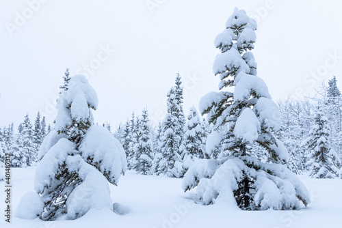 Stunning white wonderland covered boreal forest with spruce, pine trees in winter with snowy snow cover over whole landscape. Frosty trees with white, cloudy sky. 