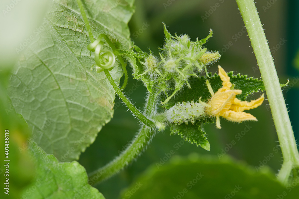 Blooming green small cucumber in the greenhouse. Macro Blooming green small cucumber in the greenhouse. Macro