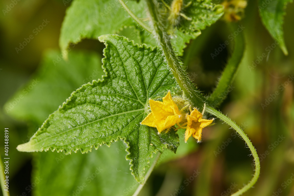 Blooming green small cucumber in the greenhouse. Macro Blooming green small cucumber in the greenhouse. Macro